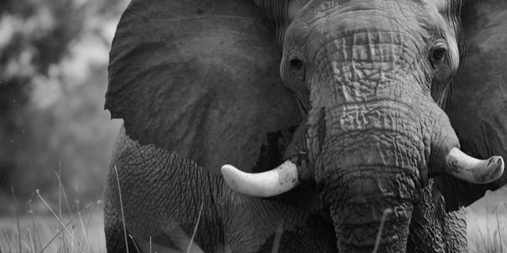 Copertina C’è un elefante nella stanza